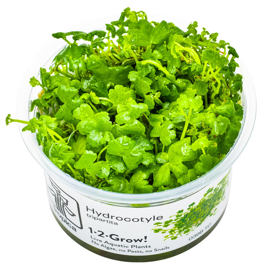 Tropica Hydrocotyle tripartita 1-2-Grow In Vitro