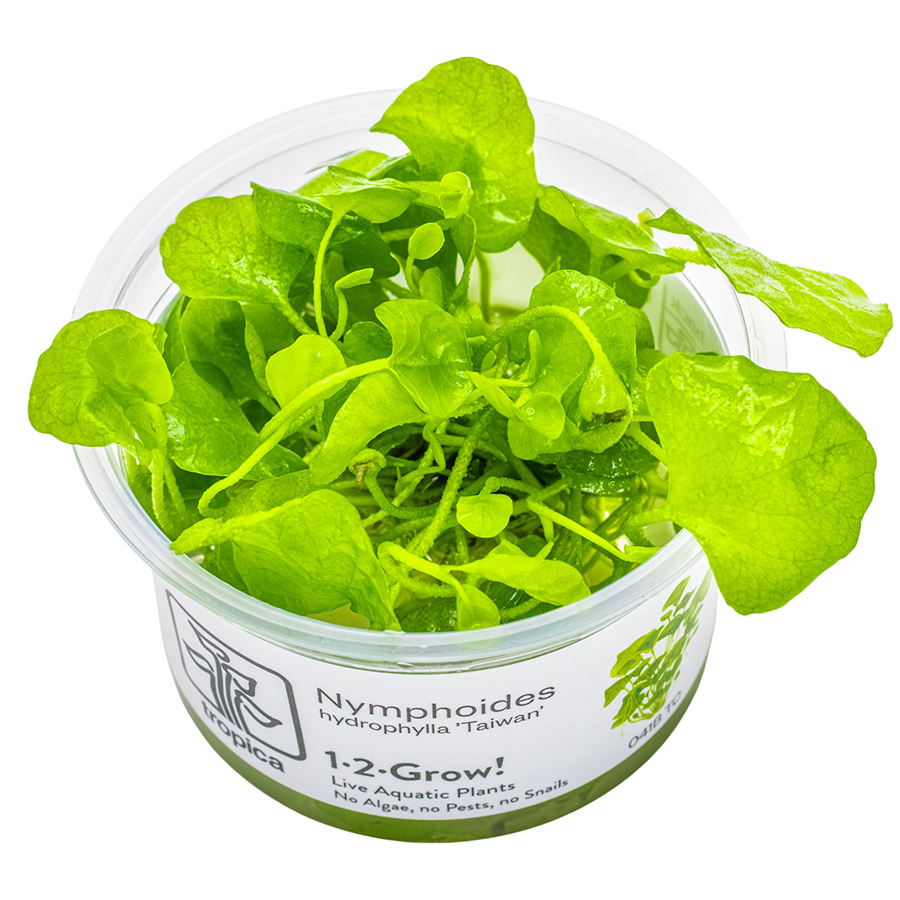 Tropica Nymphoides hydrophylla 'Taiwan' 1-2-Grow In Vitro