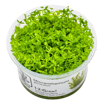 Tropica Micranthemum glomeratum 1-2-Grow In Vitro