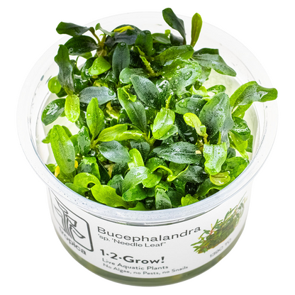 Tropica Bucephalandra sp. 'Needle Leaf' 1-2-Grow In Vitro