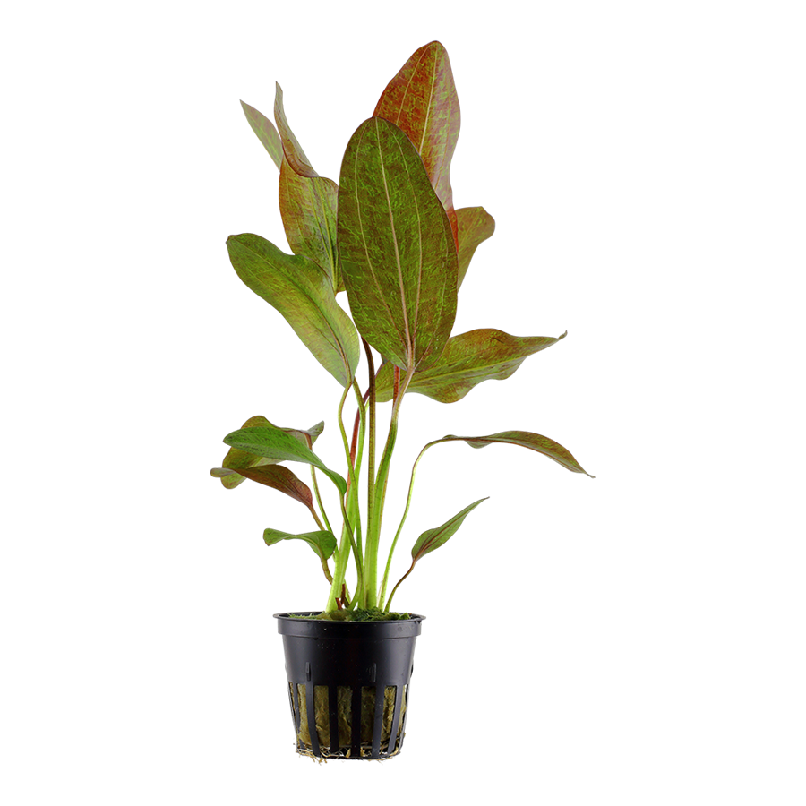 Tropica Echinodorus 'Ozelot' Topfpflanze