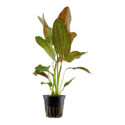 Tropica Echinodorus 'Ozelot' Topfpflanze