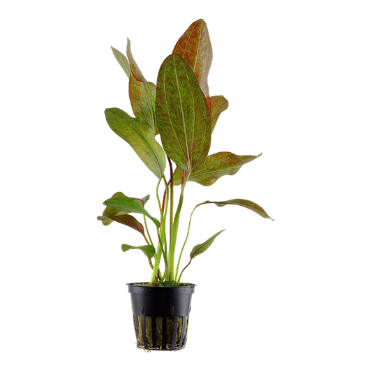 Tropica Echinodorus 'Ozelot' Topfpflanze