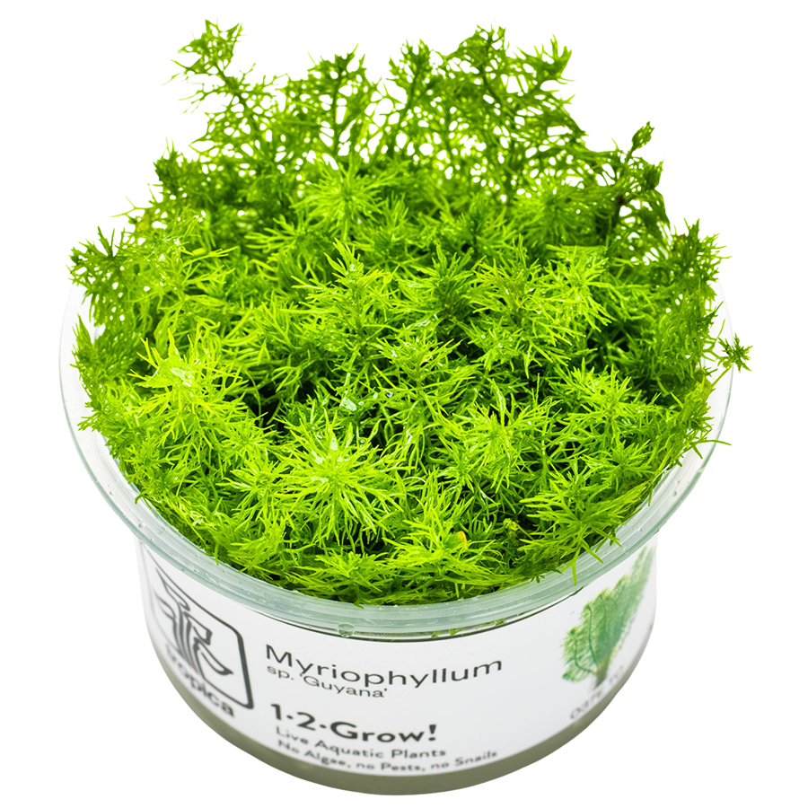 Tropica Myriophyllum sp. 'Guyana' 1-2-Grow In Vitro