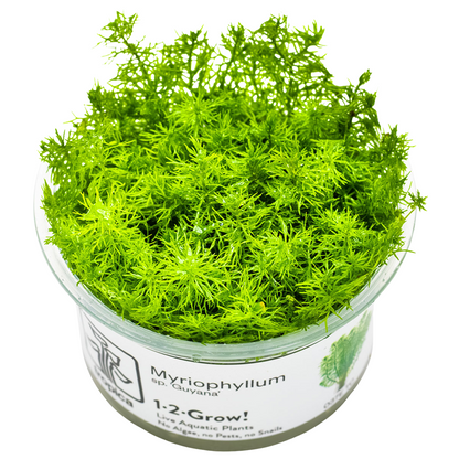 Tropica Myriophyllum sp. 'Guyana' 1-2-Grow In Vitro