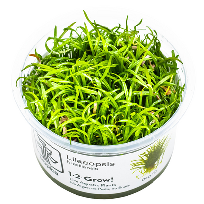 Tropica Lilaeopsis brasiliensis 1-2-Grow In Vitro