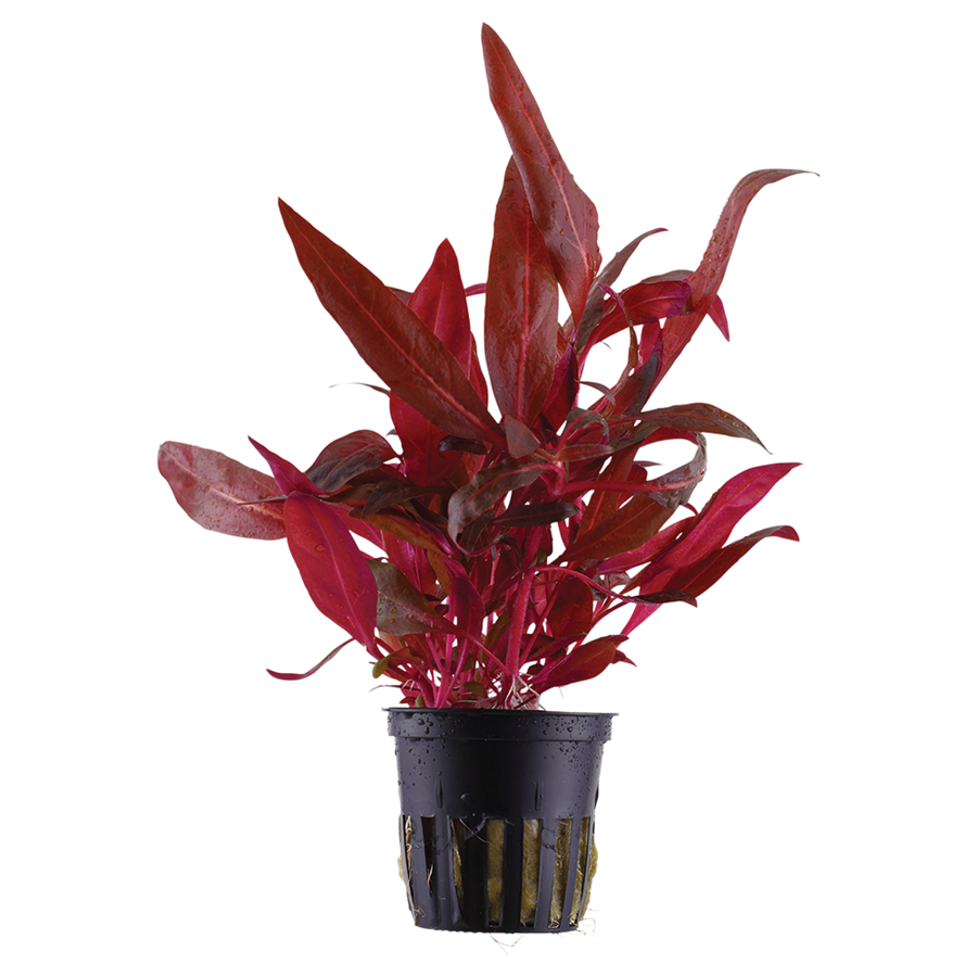 Tropica Alternanthera reineckii 'Rosanervig' Topfpflanze
