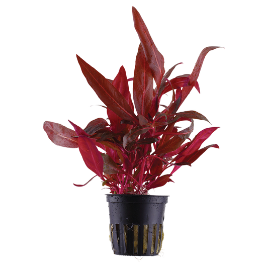 Tropica Alternanthera reineckii 'Rosanervig' Topfpflanze