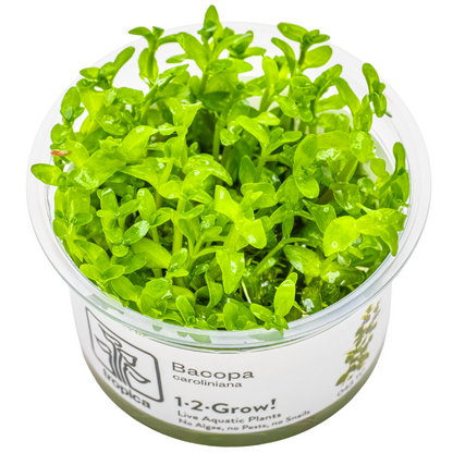 Tropica Bacopa caroliniana 1-2-Grow In Vitro