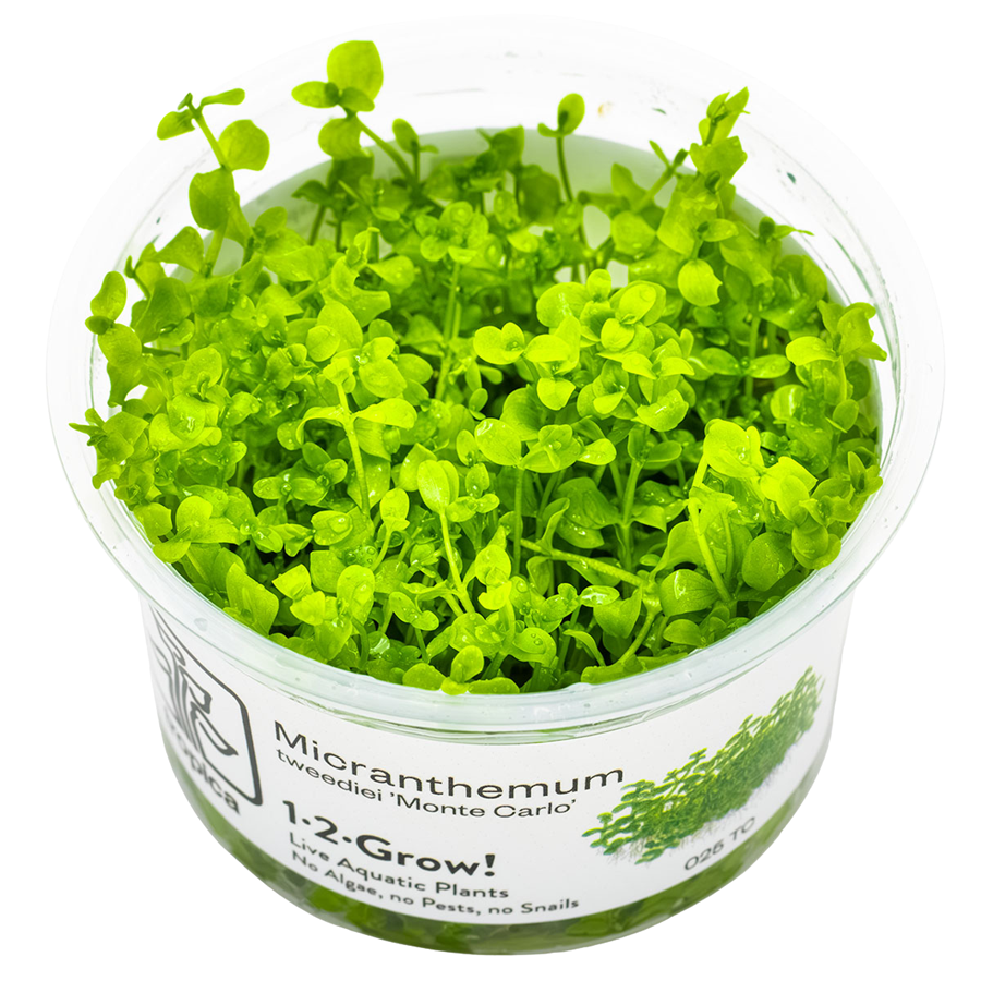 Tropica Micranthemum tweediei 'Monte Carlo' 1-2-Grow In Vitro