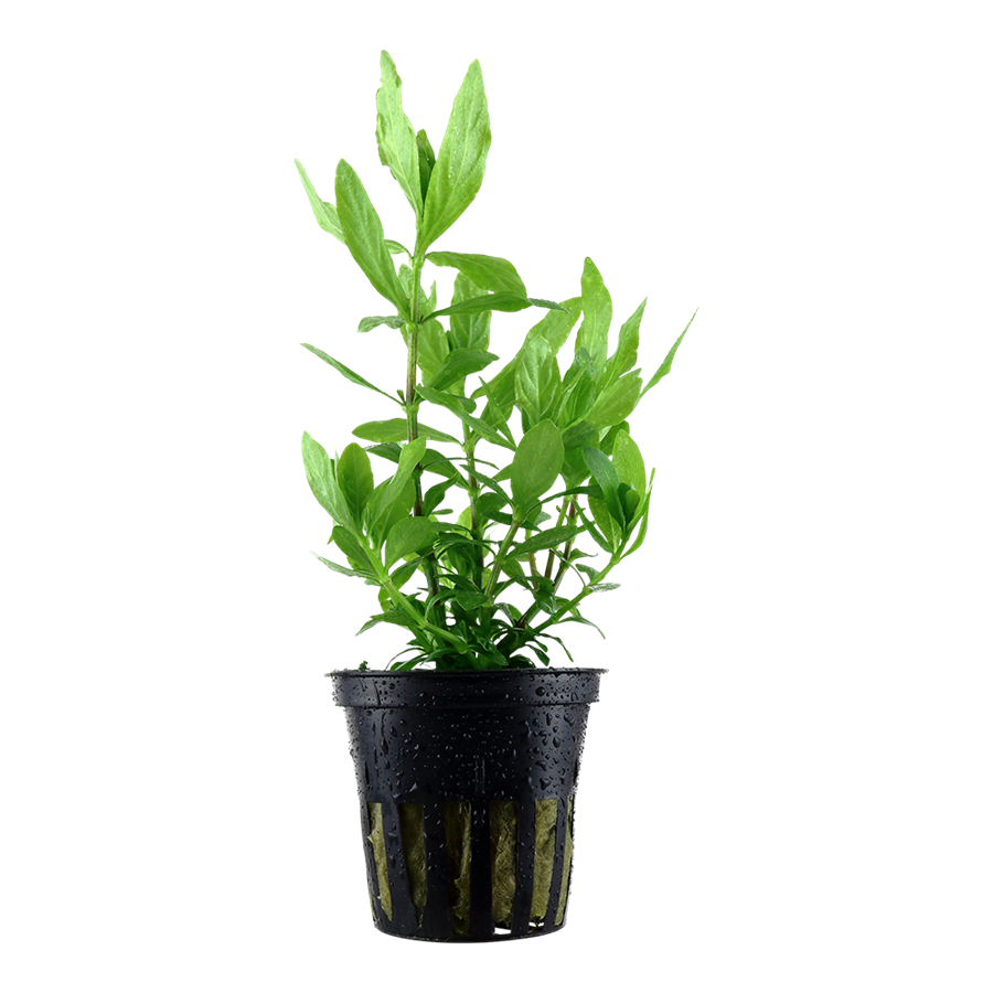 Tropica Hygrophila polysperma Topfpflanze