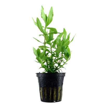 Tropica Hygrophila polysperma Topfpflanze