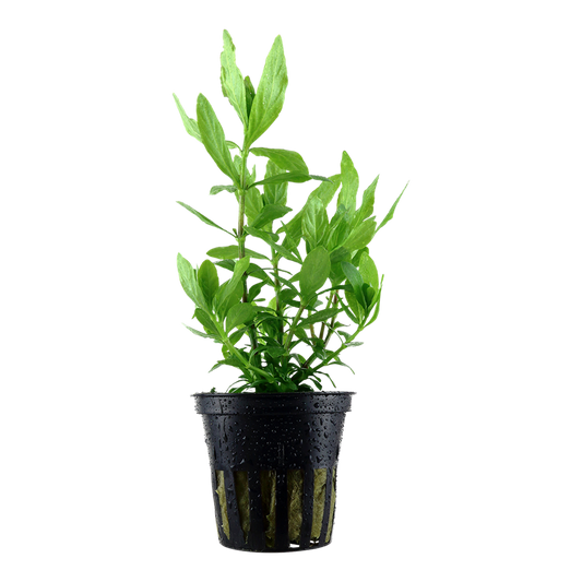 Tropica Hygrophila polysperma Topfpflanze