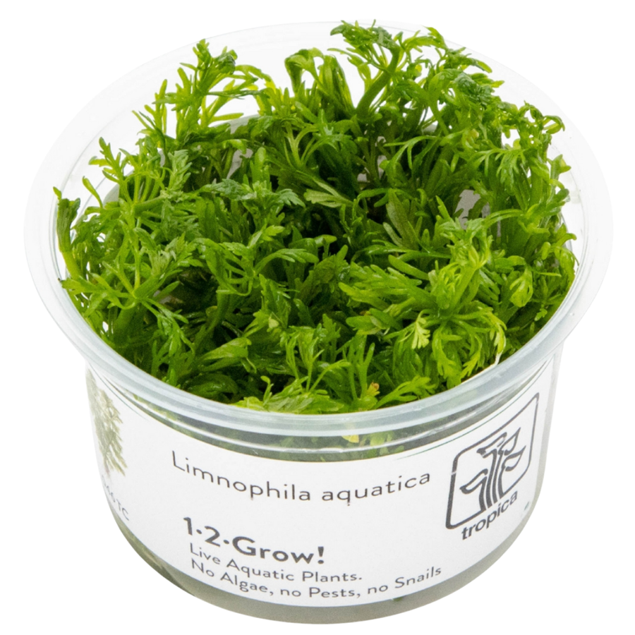 Tropica Limnophila aquatica 1-2-Grow In Vitro