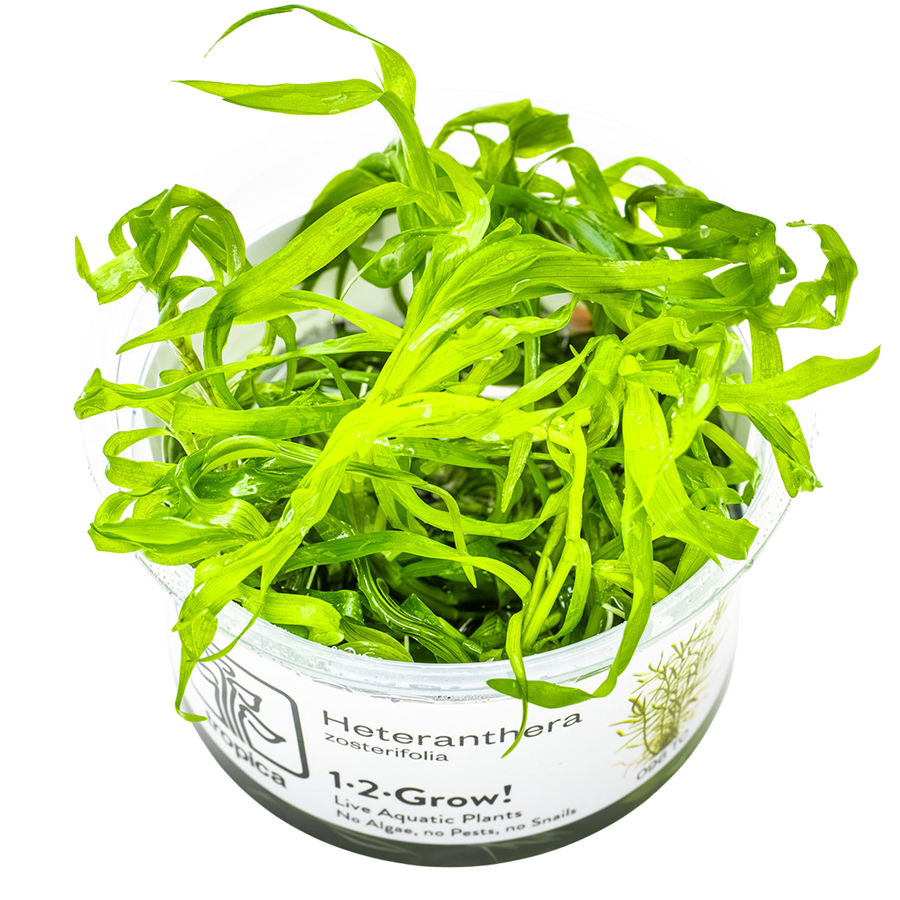 Tropica Heteranthera zosterifolia 1-2-Grow In Vitro