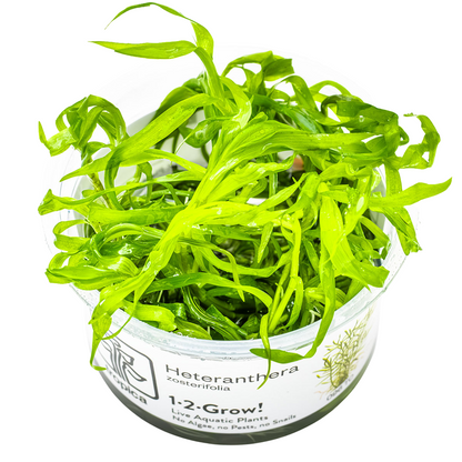 Tropica Heteranthera zosterifolia 1-2-Grow In Vitro