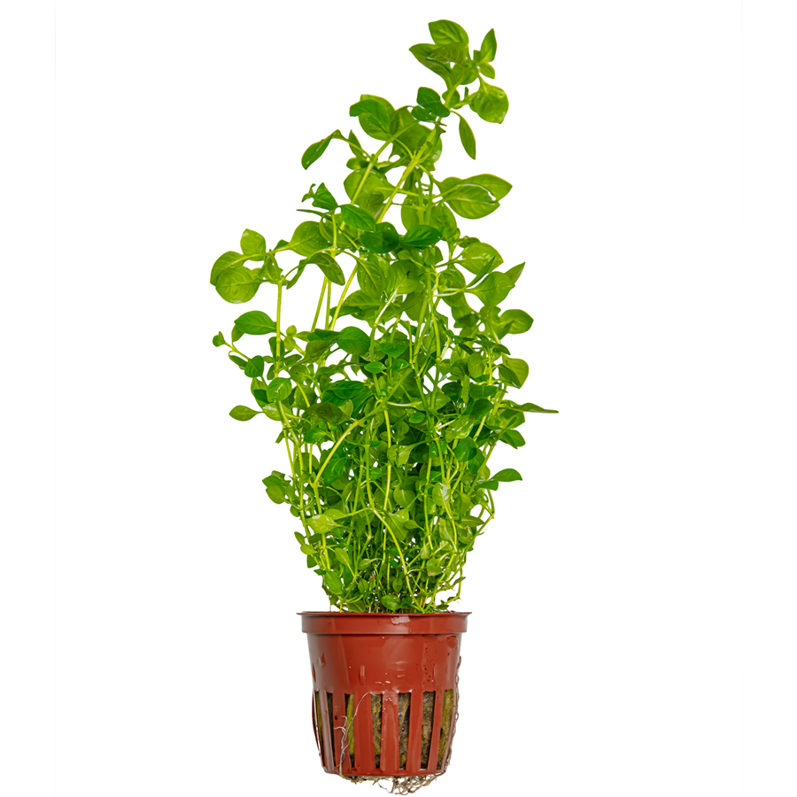 Tropica Ludwigia palustris 'Green' Topfpflanze