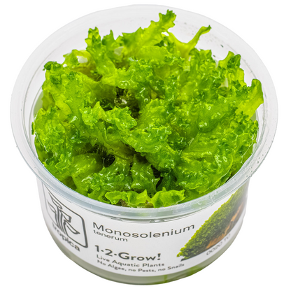 Tropica Monosolenium tenerum 1-2-Grow In Vitro