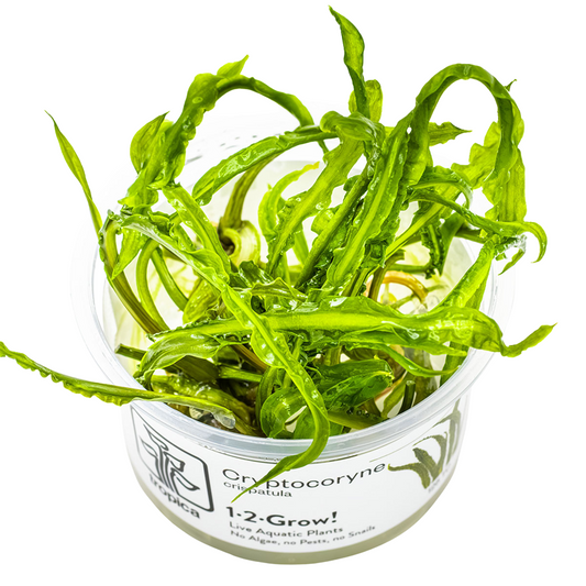 Tropica Cryptocoryne crispatula 1-2-Grow In Vitro