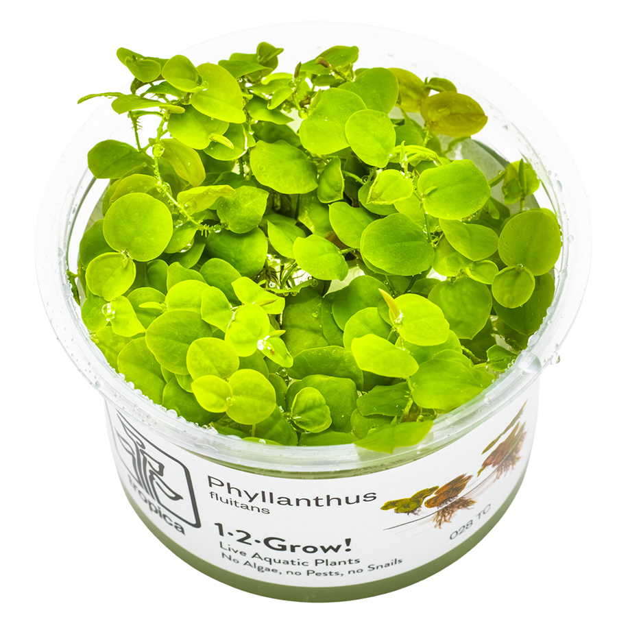 Tropica Phyllanthus fluitans 1-2-Grow In Vitro