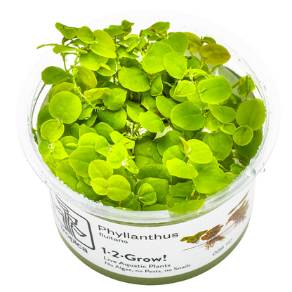 Tropica Phyllanthus fluitans 1-2-Grow In Vitro
