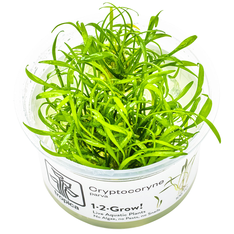 Tropica Cryptocoryne parva 1-2-Grow In Vitro