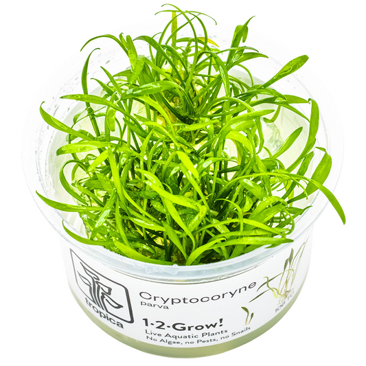 Tropica Cryptocoryne parva 1-2-Grow In Vitro