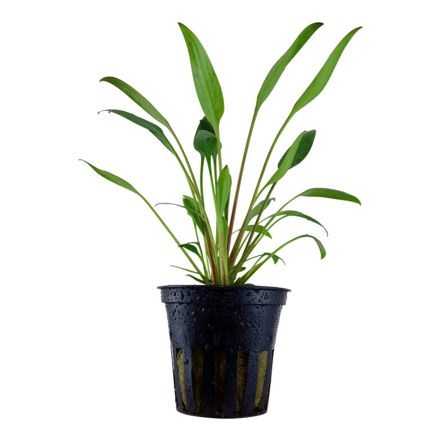 Tropica Cryptocoryne x willisii Topfpflanze