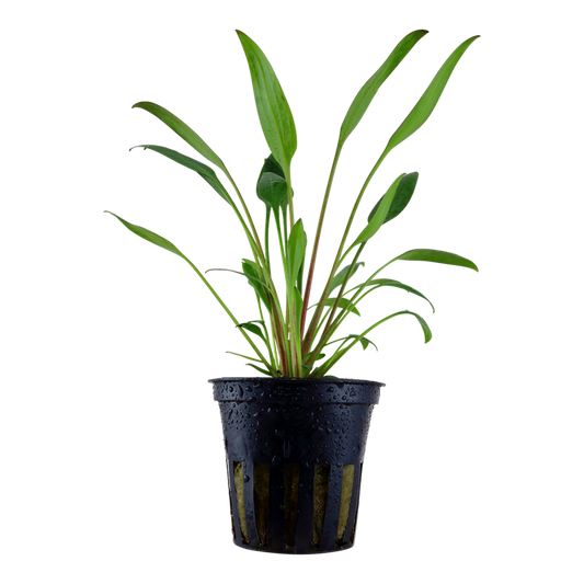 Tropica Cryptocoryne x willisii Topfpflanze