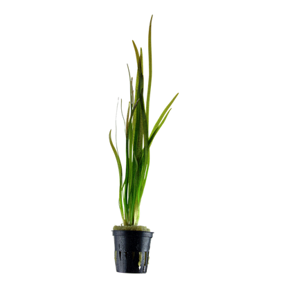 Tropica Vallisneria spiralis 'Tiger' Topfpflanze