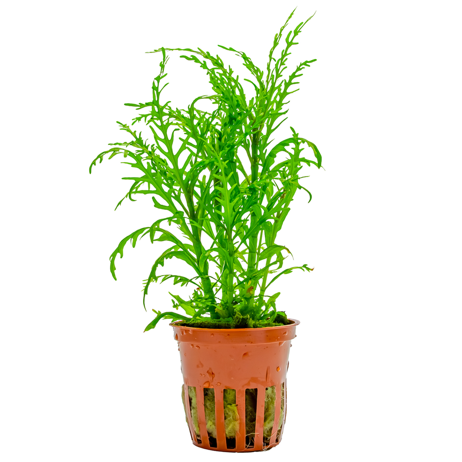 Tropica Hygrophila odora ’Difformis’ Topfpflanze