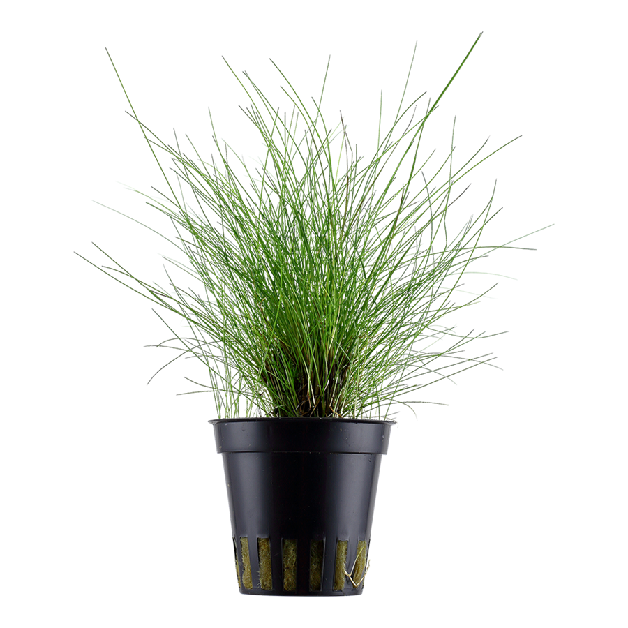 Tropica Eleocharis parvula Topfpflanze