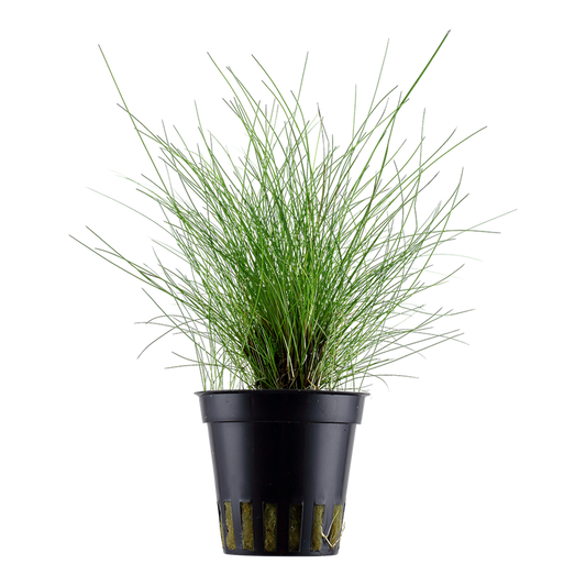 Tropica Eleocharis parvula Topfpflanze