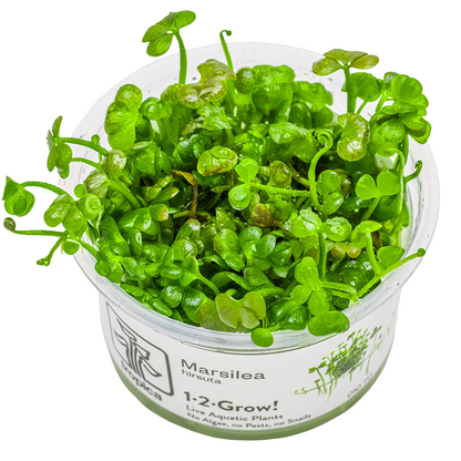 Tropica Marsilea hirsuta 1-2-Grow In Vitro