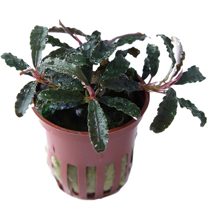 Tropica Bucephalandra diabolica 'Kedagang' Topfpflanze