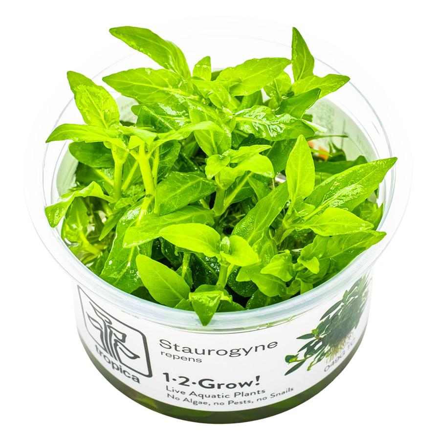 Tropica Staurogyne repens 1-2-Grow In Vitro
