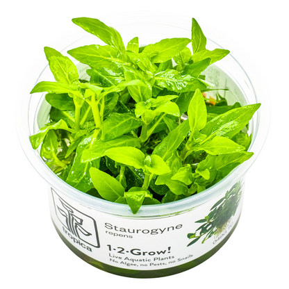 Tropica Staurogyne repens 1-2-Grow In Vitro