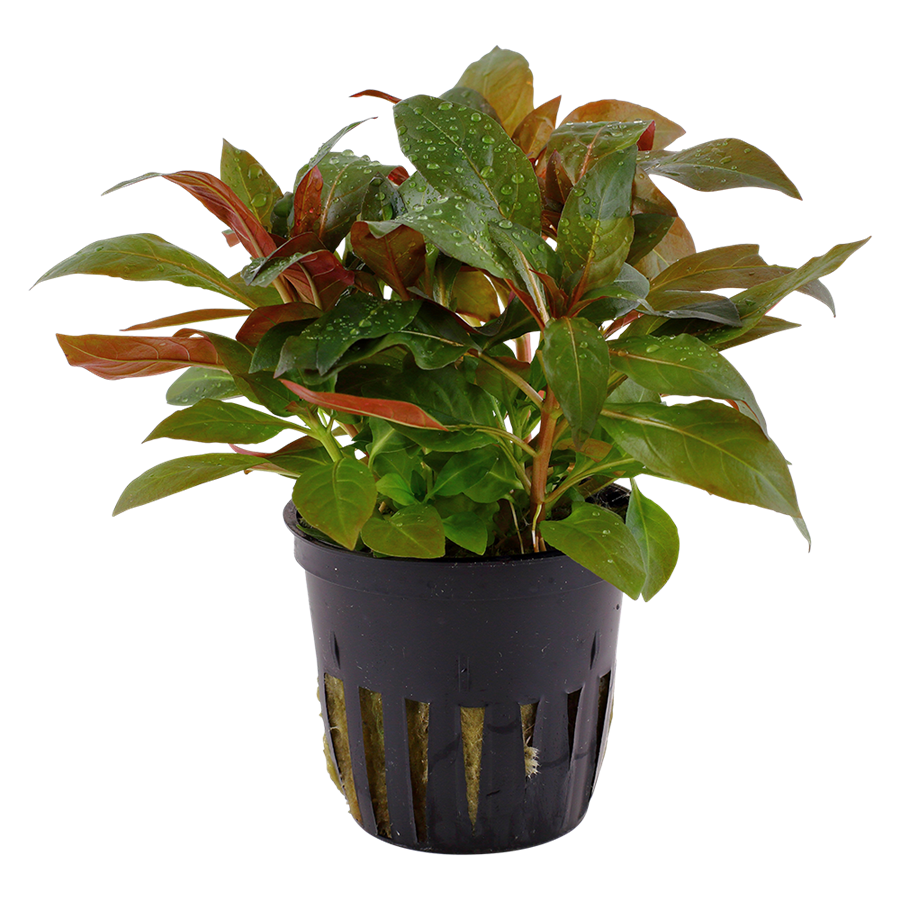 Tropica Ludwigia glandulosa Topfpflanze