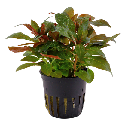Tropica Ludwigia glandulosa Topfpflanze