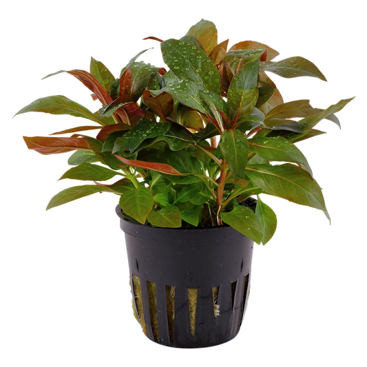 Tropica Ludwigia glandulosa Topfpflanze