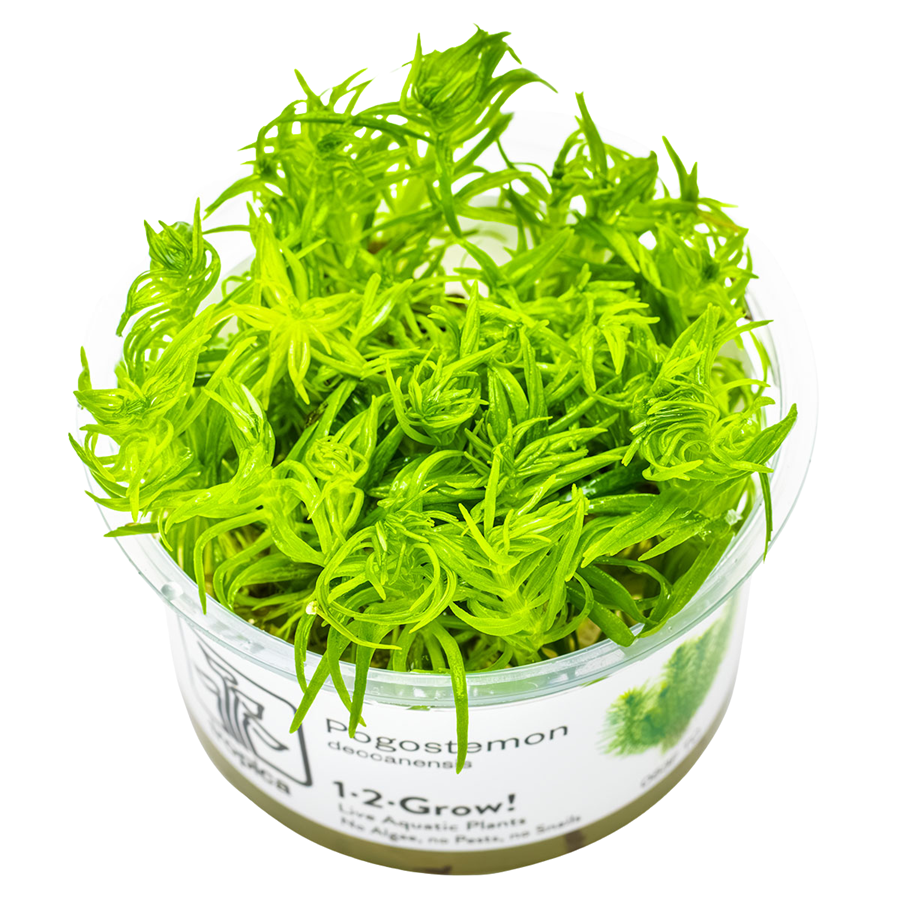 Tropica Pogostemon deccanensis 1-2-Grow In Vitro