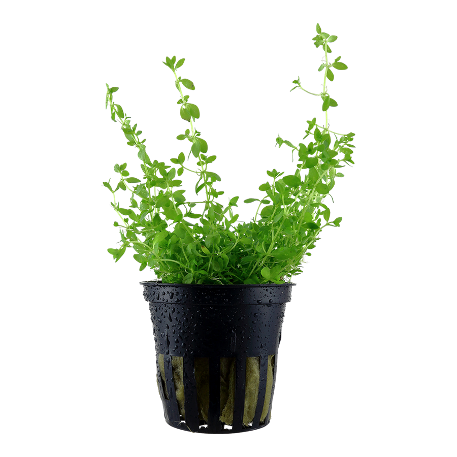 Tropica Micranthemum glomeratum Topfpflanze