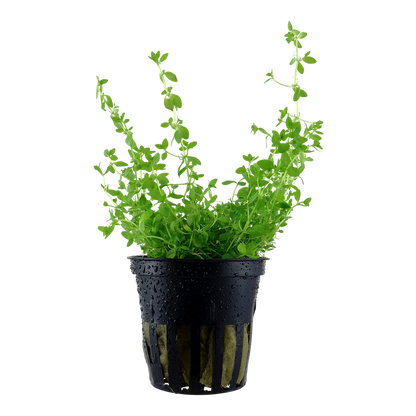 Tropica Micranthemum glomeratum Topfpflanze