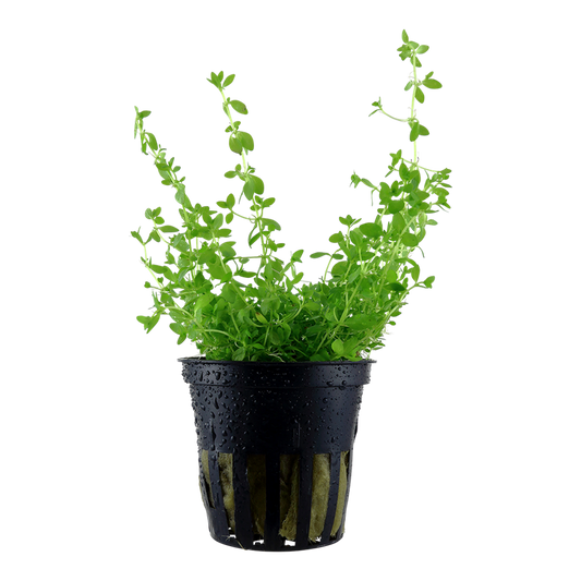 Tropica Micranthemum glomeratum Topfpflanze