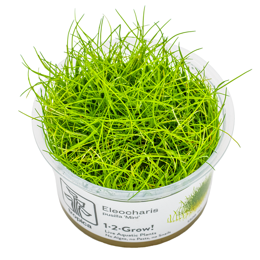 Tropica Eleocharis pusilla 'Mini' 1-2-Grow In Vitro