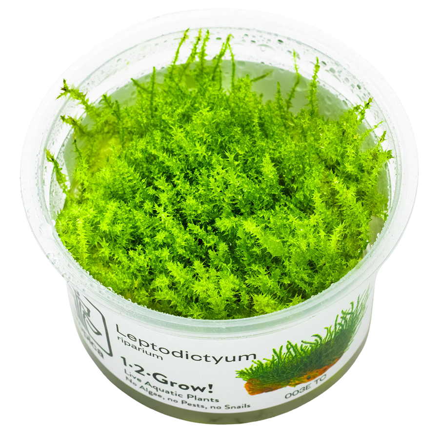 Tropica Leptodictyum riparium 1-2-Grow In Vitro