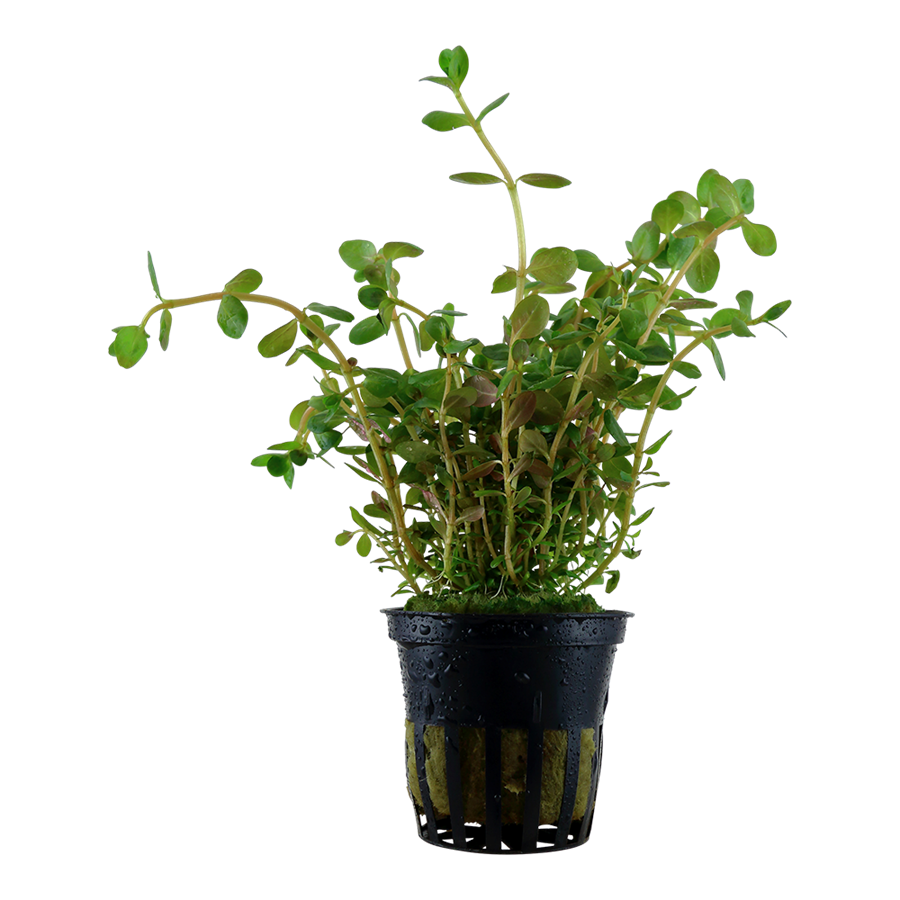 Tropica Rotala rotundifolia Topfpflanze