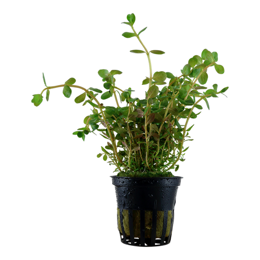 Tropica Rotala rotundifolia Topfpflanze