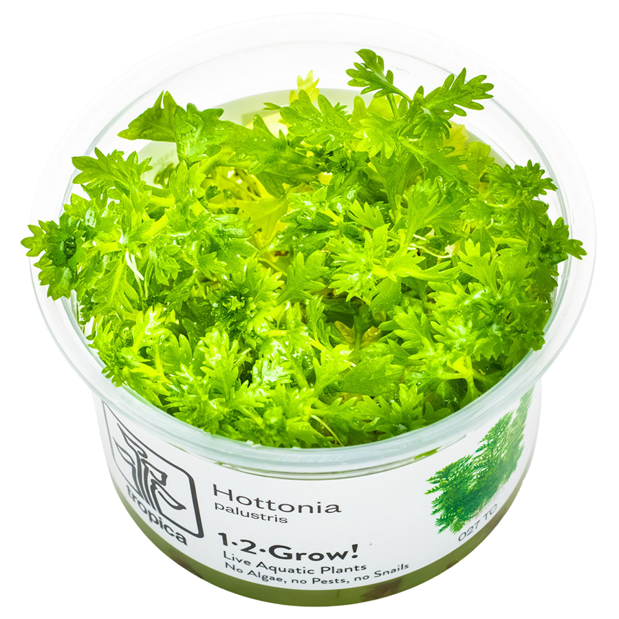 Tropica Hottonia palustris 1-2-Grow In Vitro