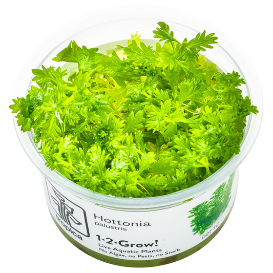 Tropica Hottonia palustris 1-2-Grow In Vitro